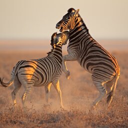 Namibië-algemeen-vechtende zebra's
