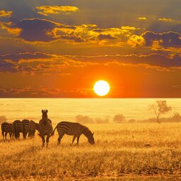 Namibië-algemeen-zebra's bij zonsondergang