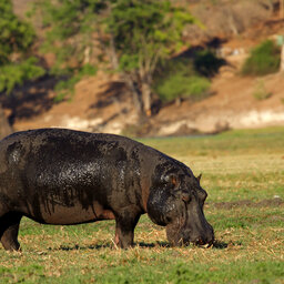 Namibië-Caprivi strip-algemeen-nijlpaard