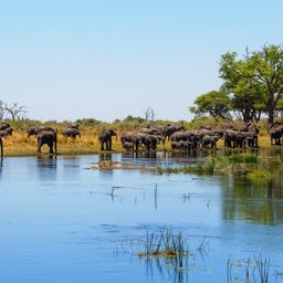 Namibië-Caprivi strip-hoogtepunt (1)