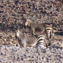 Namibië-Damaraland-hoogtepunt (1)