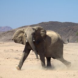 Namibië-Damaraland-hoogtepunt-olifant