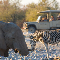 Namibië-Etosha National Park-algemeen-jeep-olifant-zebra