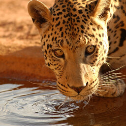 Namibië-Etosha National Park-algemeen-luipaard-waterplas