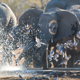 Namibië-Etosha National Park-algemeen-olifanten