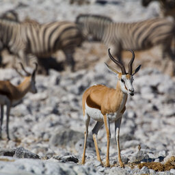 Namibië-Etosha National Park-hoogtepunt (18)