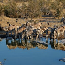 Namibië-Etosha National Park-hoogtepunt (29)