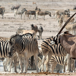 Namibie - Etosha zebra's en oryx