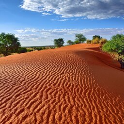 Namibië-Hoogtepunt8-Kalahari Woestijn