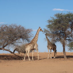 Namibië-Kalahari-Excursies-Morning Bush Walk-2