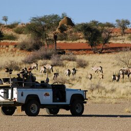 Namibië-Kalahari-hoogtepunt (3)