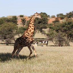 Namibie-Kalahari-hotel-Intu Afrika Zebra Lodge-safari