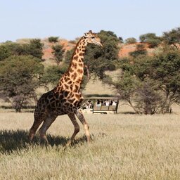 Namibie-Kalahari-hotel-Intu Afrika Zebra Lodge-safari