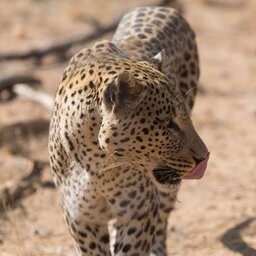 Namibië-Okanjima NR-Excursies-African Fondation-7