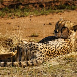 Namibië-Okonjima-algemeen-liggende-cheetah