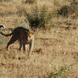 Namibië-okonjima-resized (10)