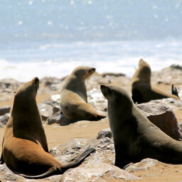 Namibië-Swakopmund-algemeen-zeehonden op het strand