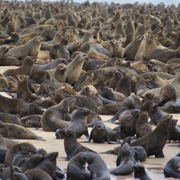 Namibië-Swakopmund-hoogtepunt-zeehonden