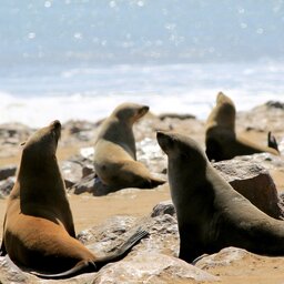 Namibië-Swakopmund-hoogtepunt-zeehonden op het strand