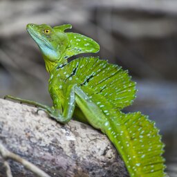 Nicaragua - hagedis