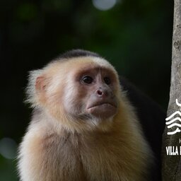 Nicaragua - Ometepe - Villa paraíso  (26)