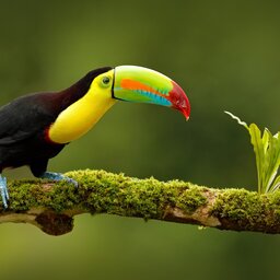 Nicaragua - toucan kopie