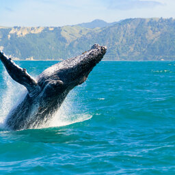 Nieuw-Zeeland-Abel-Tasman-Algemeen-shutterstock_86572033