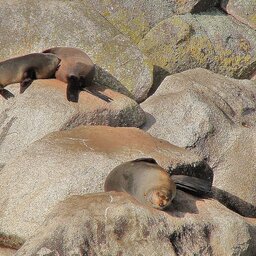 Nieuw-Zeeland-Abel-Tasman-Seal-Bridge-4