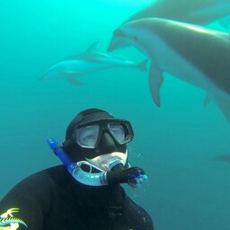 Nieuw-Zeeland-Kaikoura-Dolhin-Encounter-3