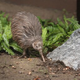 Nieuw-Zeeland - Kiwi (1)