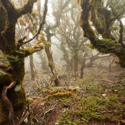 Nieuw-Zeeland - Marlborough jungle