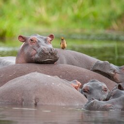 Oeganda-Murchison Falls-nijlpaarden