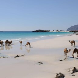 Oman-Dhofar Salalah-Alila Hinu Bay-kamelen op strand