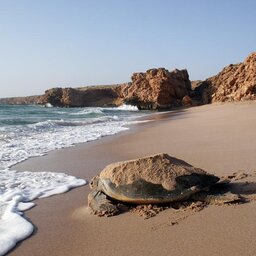 Oman-Kust rond Sur-Ras Al Jinz Turtle Reserve Hotel-schildpad