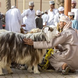 Oman-Nizwa-geitenmarkt