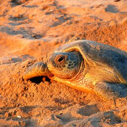 Oman-Ras Al Jinz-Schildpadden