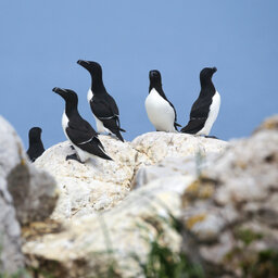 Oost-Canada-Pot-à-l'Eau-de-Vie-Islands-Le-Phare-vogels