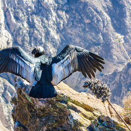 Peru-Colca-Canyon-Condor-2