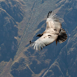 Peru-Colca-Canyon-Condor