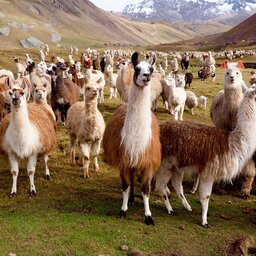 Peru - Lamas en Alpacas