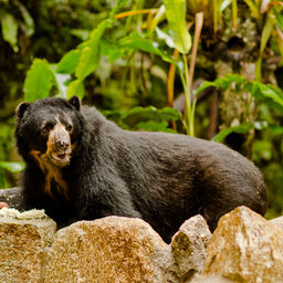 Peru-Machu-Picchu-Aguas-Calientes-Inkaterra-Machu-Picchu-Pueblo-Spectacled-Bear-Conservation-Project-2
