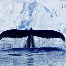 Ponant-Groenland-walvis -Paradise BAY-Antarctique©StudioPonant-Morgane Monneret