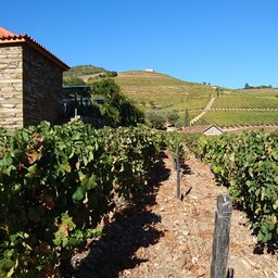 Portugal - Wijn - druiven - Mateus rosé (7)