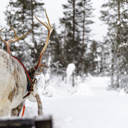 rsz_2finland-lapland-saariselka-javri-lodge-rendier-safari