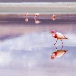 FLAMINGO BOLIVIA TITICACAMEER