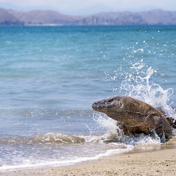 rsz_indonesië-komodo-varaan1