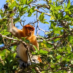 rsz_maleisië-borneo-kinabatangan-river-streek_2