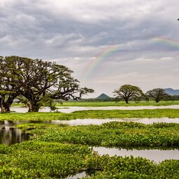 rsz_sri-lanka-gal-oya-national-park-excursie-bootsafari_4