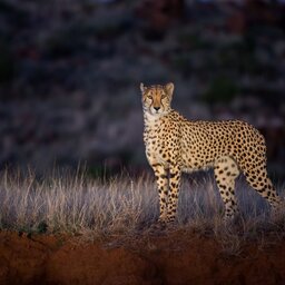 rsz_tanzania-katavi-excursie-night-game-drive_6