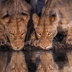 rsz_tanzania-katavi-excursie-night-game-drive_7